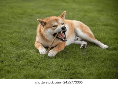 Shiba inu dog is gnawing wooden stick in the back yard - Powered by Shutterstock