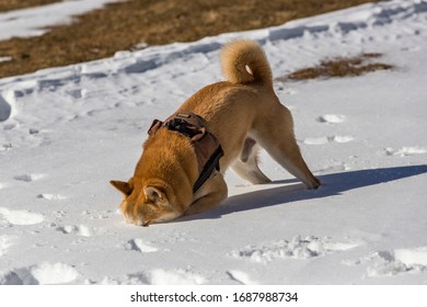 A Shiba Inu Dog Hiding His Head In The Snow