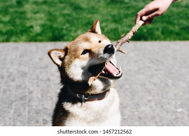 A Shiba Inu Dog Holding A Stick In Mouth While Playing With A Man Outdoors On A Sunny Day