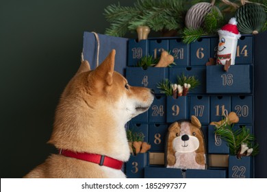 Shiba inu dog inspects an advent calendar with handmade treats and eco toys for dog. DIY concept