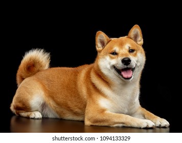 黒 柴犬 の画像 写真素材 ベクター画像 Shutterstock