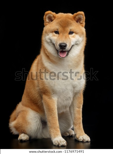 Shiba Inu Dog Isolated On Black Stock Photo Edit Now 1176971491