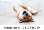 Shiba Inu dog lies funny on the floor