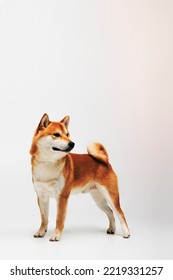 Shiba Inu Dog Looking Away