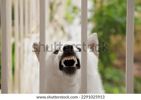 Shiba Inu dog near metal fence outdoors, closeup