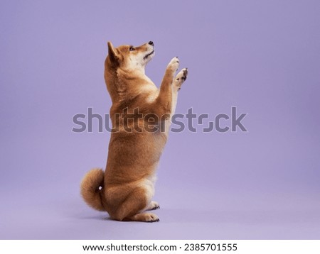 Shiba Inu dog performs a beg, its charm highlighted against a lavender studio backdrop. The poised posture and attentive eyes of the dog captivate viewers
