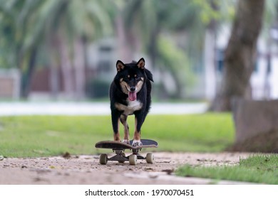 Shiba Inu dog playing skateboard in the park. Japanese dog trying to ride on a skateboard in garden.