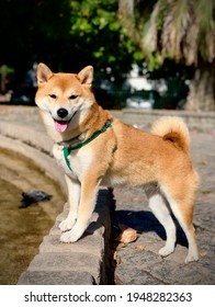 Shiba Inu Dog Posing On A Water Fountain