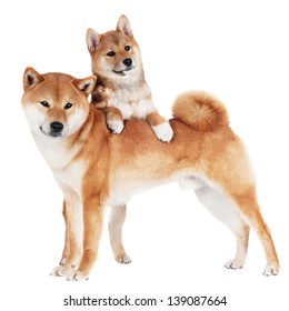 秋田犬 の画像 写真素材 ベクター画像 Shutterstock