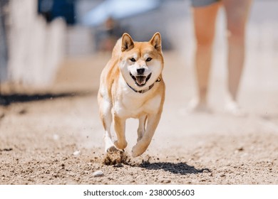 Shiba Inu dog running lure course sport in the dirt on a sunny summer day - Powered by Shutterstock