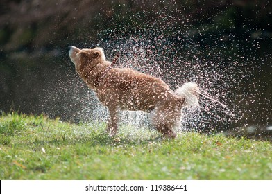 Shiba Inu Dog Shaking Off Water After Bath In The River