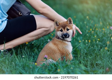 Shiba Inu Dog Sits On A Lawn With Flowers Near His Owner.