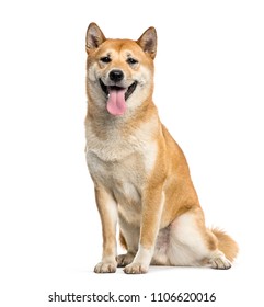 Shiba Inu dog sitting and panting, isolated - Shutterstock ID 1106620016