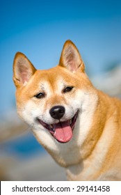 Shiba Inu Dog Smiling