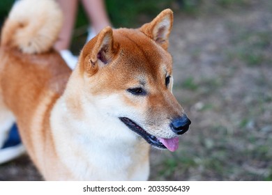 Shiba Inu Dog With Dog Walker Walking  Nicely In Park. Close-up Portrait Of A Purebread Dog. Pet.