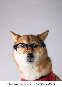 Shiba Inu Images, Stock Photos & Vectors | Shutterstock