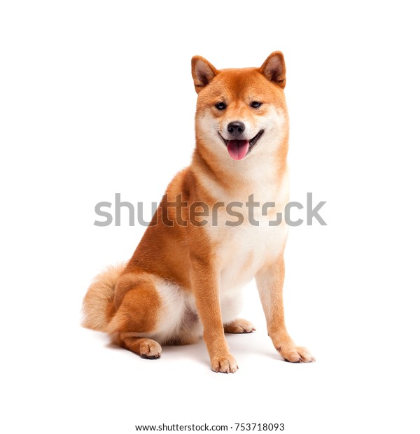 柴犬 犬が座っている 赤毛の日本犬 幸せな家庭のペット の写真素材 今すぐ編集