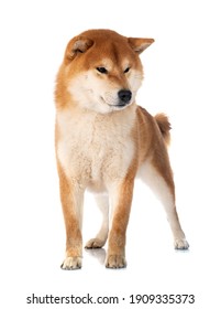 Shiba Inu In Front Of White Background