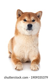 Shiba Inu In Front Of White Background