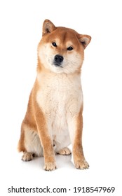 Shiba Inu In Front Of White Background