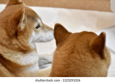 Perfil Dog Stock Photos Images Photography Shutterstock