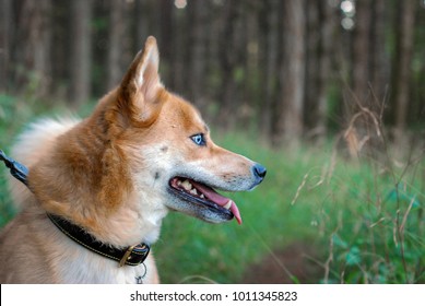 Shiba Inu Husky Mix