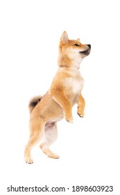 Shiba Inu Japanese breed dog in front of a white background