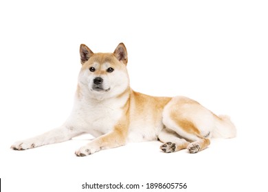 54,894 Japanese dog Images, Stock Photos & Vectors | Shutterstock