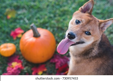 Shiba Inu, Japanese dog on the lawn with pumpkin and maple leaves in background. Fall Autumn animal portraits concept.
