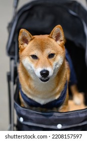 Shiba Inu Japanese Dog Sitting In Baby Carriage