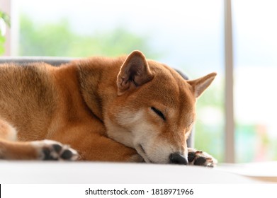 寝てる 柴犬 の写真素材 画像 写真 Shutterstock