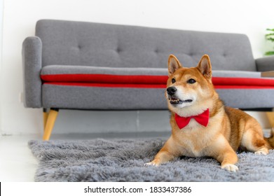 Shiba Inu Japanese Dog With Tie Bowtie Red On The Carpet Near Sofa In Living Room. Pet Lover Concept. Animal Portrait With Copy Space