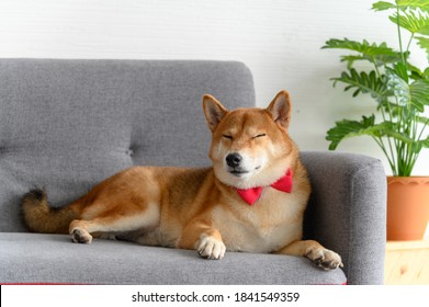 Shiba Inu Japanese Dog With Tie Bowtie Red On Sofa In Living Room. Pet Lover Concept. Animal Portrait With Copy Space
