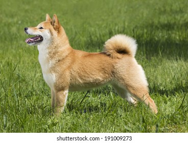 Shiba Inu; Japanese National Dog