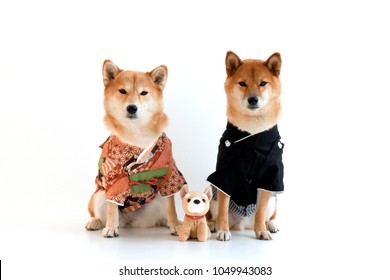 Shiba Inu Kimono Hakama Stock Photo 1049943083 | Shutterstock