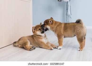 寝てる 柴犬 の画像 写真素材 ベクター画像 Shutterstock