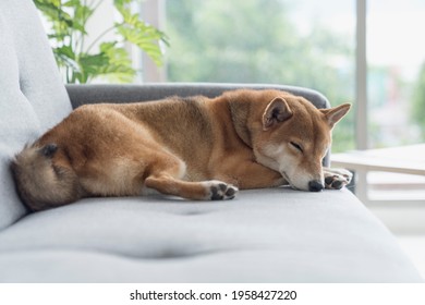 寝てる 柴犬 の写真素材 画像 写真 Shutterstock