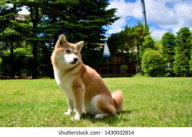 Shiba Inu On The Grass In Fine Weather