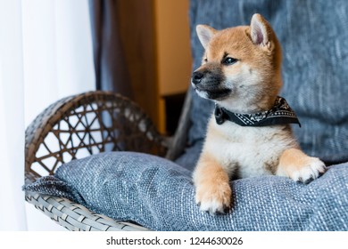柴犬 シルエット の写真素材 画像 写真 Shutterstock