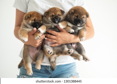 Royalty Free Shibainu Stock Images Photos Vectors