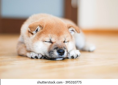 寝てる 柴犬 の画像 写真素材 ベクター画像 Shutterstock