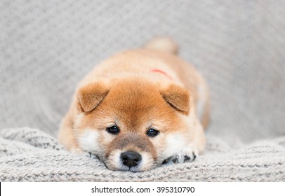 寝てる 柴犬 の画像 写真素材 ベクター画像 Shutterstock