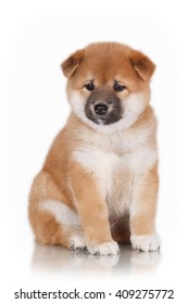 Shiba Inu Puppy