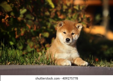 Shiba Inu Puppy