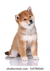 Shiba Inu Puppy