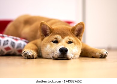 柴犬 の画像 写真素材 ベクター画像 Shutterstock