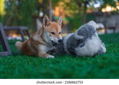 Shiba Inu Puppy Dog ​​playing With A Stuffed Toy