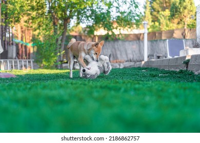 Shiba Inu Puppy Dog ​​playing With A Stuffed Toy