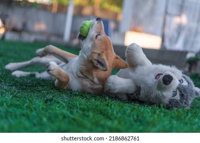 Shiba Inu Puppy Dog ​​playing With A Stuffed Toy