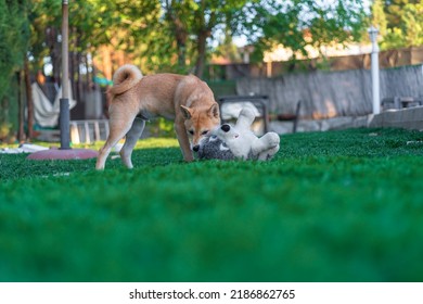 Shiba Inu Puppy Dog ​​playing With A Stuffed Toy